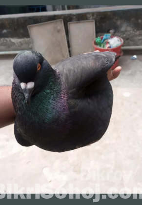 মনডিয়ান নর কবুতর  এক পিস